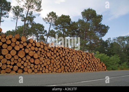 Pile de grumes le long d'une route dans la forêt des Landes France Aquitaine Banque D'Images