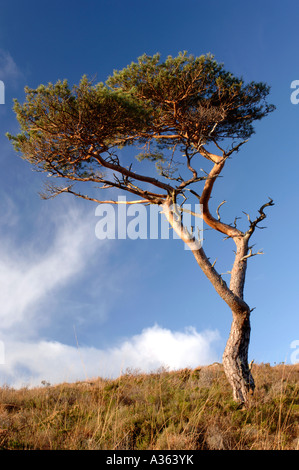 Lone Pine Tree isolé XPL 4471-423 Banque D'Images