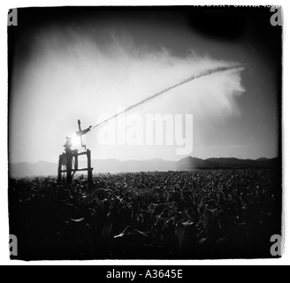 Soleil brille derrière un sprinkleur d'irrigation dans un champ de maïs de l'Oregon Banque D'Images