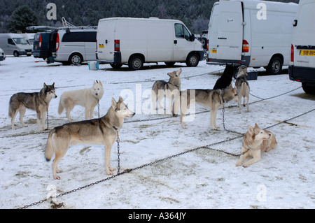 En faisant une pause entre les événements à l'Husky Sibérien Club de GO Annuel Aviemore Sled Dog Rallye. XMM 4531-428 Banque D'Images