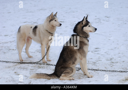 En faisant une pause entre les événements à l'Husky Sibérien Club de GO Annuel Aviemore Sled Dog Rallye. XMM 4533-428 Banque D'Images