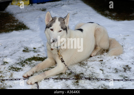 En faisant une pause entre les événements à l'Husky Sibérien Club de GO Annuel Aviemore Sled Dog Rallye. XMM 4534-428 Banque D'Images