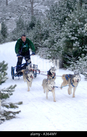 Husky de Sibérie à la concurrence rallye du club Glenmore. Aviemore dans le Parc National de Cairngorms. XMM 4536-428 Banque D'Images