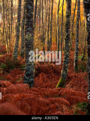 La couleur en automne, Inverawe, Argyll Banque D'Images