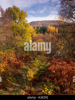 Bois d'automne, Inverawe, Argyll Banque D'Images