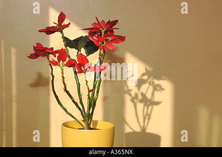 Le poinsettia (Euphorbia pulcherrima) également connue comme la plante de Noël. Banque D'Images