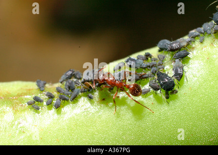 Fourmi MYRMICA RUBRA ROUGE NOIR TRAIRE LES PUCERONS Banque D'Images