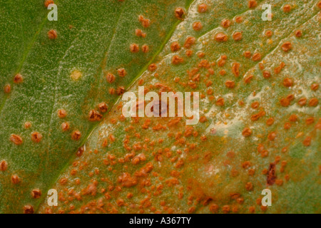 Rouille du haricot Uromyces appendiculatus SUR LA SURFACE SUPÉRIEURE DE LA FEUILLE Banque D'Images