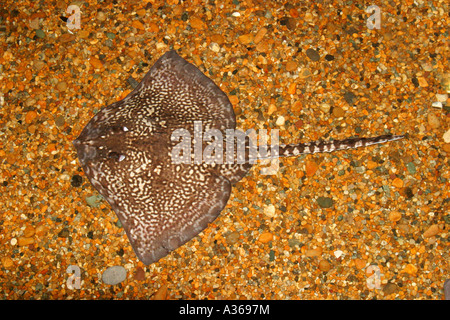 THORNBACK RAY RAJA CLAVATA PISCINE VUE D'EN HAUT Banque D'Images