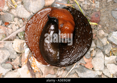 SLUG CARÉNÉES MILAX SPP. ACCOUPLEMENT PAIRE CLOSE UP Banque D'Images