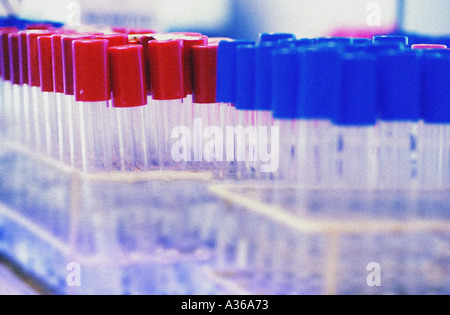Tubes à essai dans des racks Banque D'Images