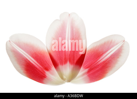 Trois pétales de rose et blanc tulip close up Banque D'Images