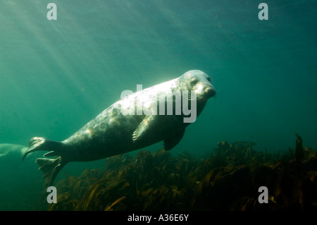 Joint Bull Iles Farne Dorset UK Banque D'Images