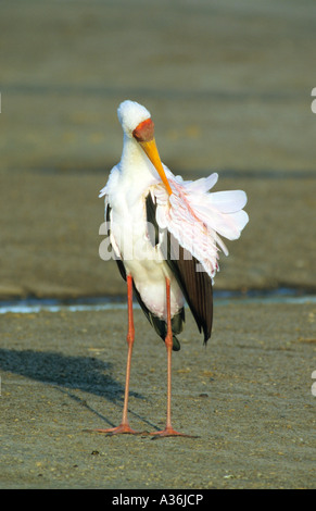 Bec jaune Stork Mycteria ibis debout sur le sol et se lissant ses plumes montrant le rose sous les plumes en Tanza Banque D'Images