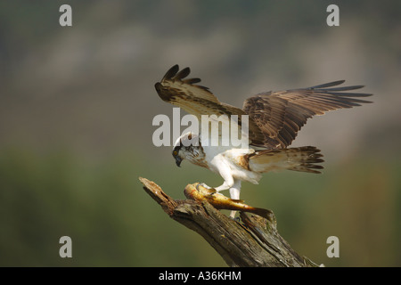 Balbuzard pêcheur Pandion haliaetus atterrissage sur une branche avec une truite brune dans ses serres et ses ailes déployées en Ecosse UK Europe Banque D'Images