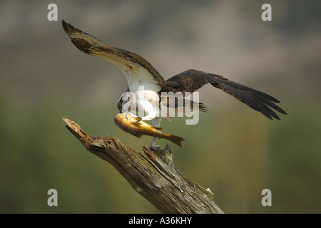 Balbuzard pêcheur Pandion haliaetus atterrissage sur une branche avec une truite brune dans ses serres en Ecosse UK Europe Banque D'Images