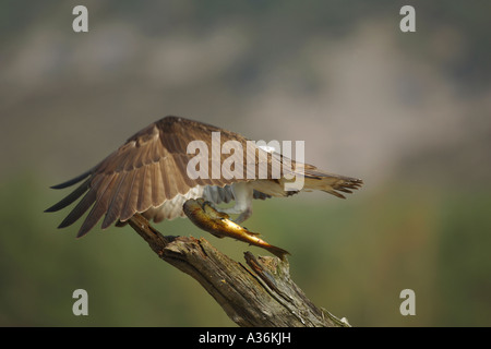 Balbuzard pêcheur Pandion haliaetus atterrissage sur une perche avec une truite brune dans ses serres en Ecosse UK Europe Banque D'Images