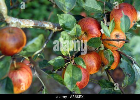 Les pommes à cidre (Ashton variété amère) sur un arbre, Somerset UK. Banque D'Images