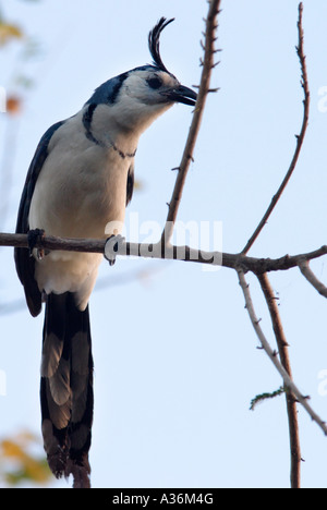 White-throated Magpie-Jay (Calocitta Formosa) Banque D'Images