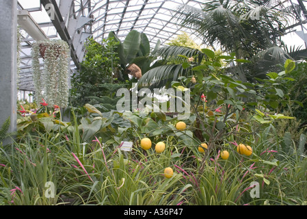 Hall place, Bexley, Kent, tropical house Banque D'Images