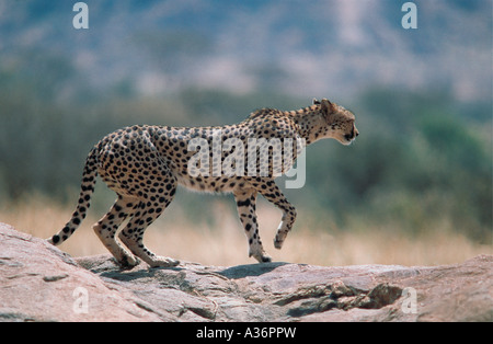 Cheetah marcher sur un rocher dans la réserve nationale de Samburu, Kenya Afrique de l'Est Banque D'Images