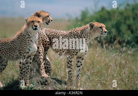 Alert guépard avec deux trois quart cultivé d'oursons à la recherche de proies dans le Masai Mara National Reserve Kenya Afrique de l'Est Banque D'Images