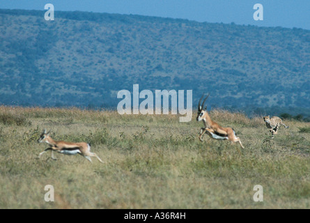 Cheetah vu tourne à plein régime alors que la chasse à la gazelle de Thomson, Masai Mara National Reserve Kenya Afrique de l'Est Banque D'Images