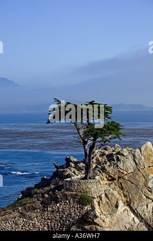 Le Lone Cypress (Cupressus macrocarpa) Banque D'Images