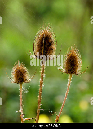 Cardère (Dipsacus fullonum) têtes de graine Banque D'Images