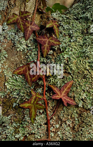 Le lierre (Hedera helix) avec les lichens sur arbre, plante, Banque D'Images