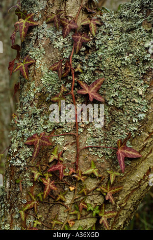 Le lierre (Hedera helix) avec les lichens on tree Banque D'Images