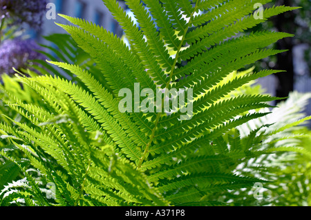 Fougères vert close-up, contre la lumière naturelle. Banque D'Images