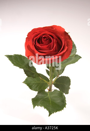 Tige de Belle Rose Rouge. Portrait d'une fleur parfaite. Banque D'Images