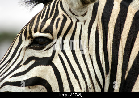 Portrait d'un zèbre des plaines (aussi connu sous le zèbre de Burchell) dans le Parc National de Hluhluwe-Umfolozi en Afrique du Sud. Banque D'Images