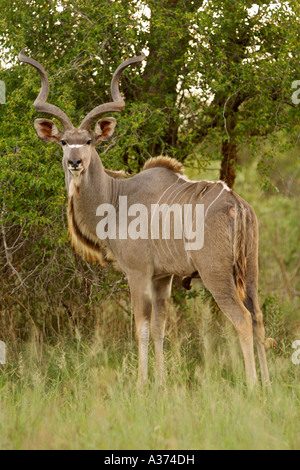 Un mâle (koudou Tragelaphus strepsiceros) en Afrique du Sud, le Parc National de Kruger. Banque D'Images