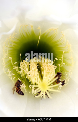 Abeilles sur un 'Reine de la nuit' Fleur de cactus dans la région du Karoo en Afrique du Sud. Banque D'Images