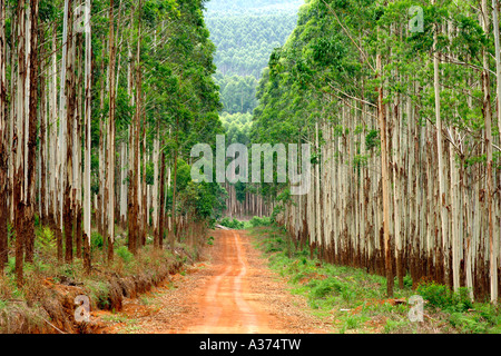 Route forestière grâce à une plantation d'eucalyptus au large de la route R535 entre Graskop et Hazyview en Afrique du Sud. Banque D'Images