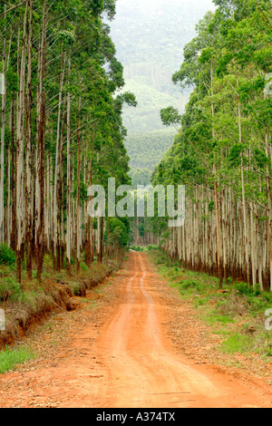 Route forestière grâce à une plantation d'eucalyptus au large de la route R535 entre Graskop et Hazyview en Afrique du Sud. Banque D'Images