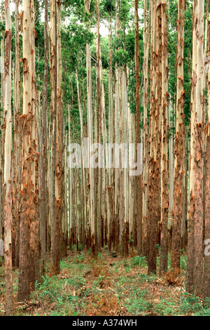 Plantation d'eucalyptus en Afrique du Sud. Banque D'Images