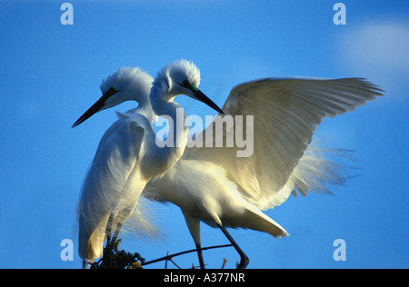 Grande aigrette blanche (Egretta abla) en plumage nuptial Madacascar Banque D'Images