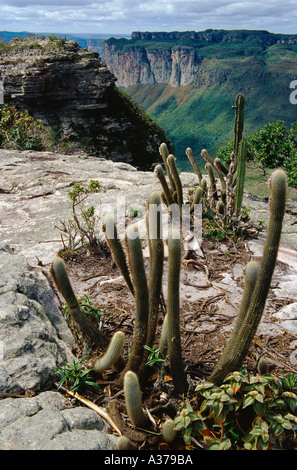 Cactus poussant sur le plateau érodé aride Chapada Diamantina État de Bahia au nord-est du Brésil (Nordeste). Banque D'Images