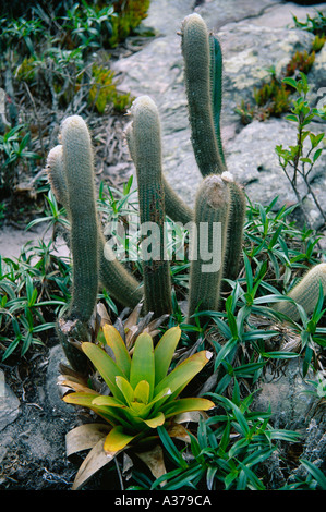 Cactus et broméliades sur le plateau sec Chapada Diamantina État de Bahia Nord-est du Brésil (Nordeste). Banque D'Images