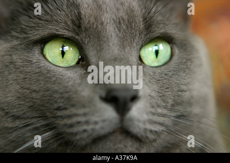 Chat gris visage Banque D'Images