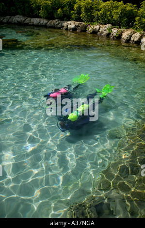 Couple de plongée en piscine stingray Discovery Cove Orlando FL Floride Banque D'Images