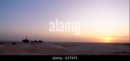 Vue panoramique des Bédouins et des chameaux au coucher du soleil, Douz, Sahara, Tunisie, Afrique du Nord Banque D'Images