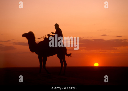 Chameau et bédouins au coucher du soleil, Douz, Sahara, Tunisie, Afrique du Nord Banque D'Images