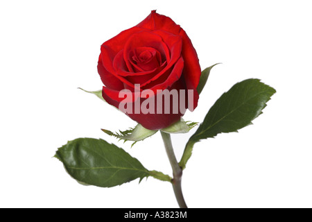 Rose rouge unique Banque D'Images