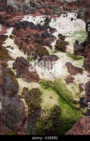 La décomposition des algues sur des roches à St Bride's Bay Pembroke Dyfed SW Wales UK