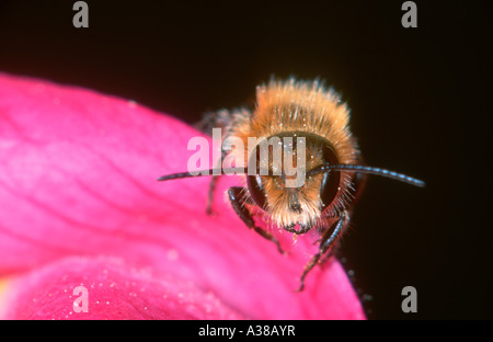 Abeille maçonne rouge, Osmia bicornis. Au repos sur fleur. Gros plan de la tête Banque D'Images