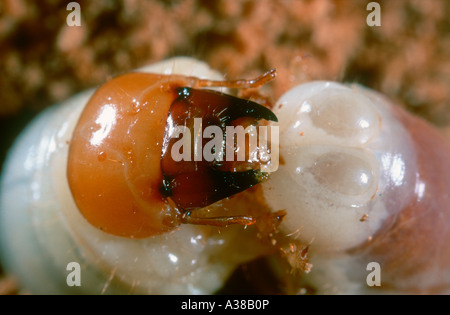 Beetle, Scarabaeidae. Larve sur bois en décomposition. Détail de la tête et de la bouche Banque D'Images